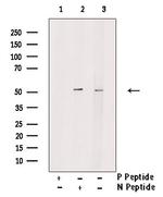 Phospho-TRAF2 (Ser11) Antibody in Western Blot (WB)