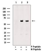 Phospho-KLF4 (Ser254) Antibody in Western Blot (WB)