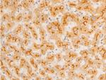 Phospho-IkappaB epsilon (Ser161) Antibody in Immunohistochemistry (Paraffin) (IHC (P))