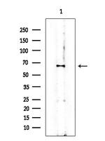 Phospho-Chk1 (Ser286) Antibody in Western Blot (WB)