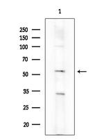 Phospho-Chk1 (Ser286) Antibody in Western Blot (WB)