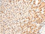 Phospho-p73 (Tyr99) Antibody in Immunohistochemistry (Paraffin) (IHC (P))