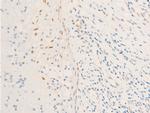 Phospho-Survivin (Thr117) Antibody in Immunohistochemistry (Paraffin) (IHC (P))