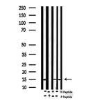 Phospho-Survivin (Thr117) Antibody in Western Blot (WB)