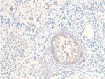 Phospho-MiTF (Ser180) Antibody in Immunohistochemistry (Paraffin) (IHC (P))