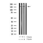 Phospho-EGFR (Ser1070) Antibody in Western Blot (WB)