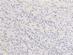 Phospho-EGFR (Ser1026) Antibody in Immunohistochemistry (Paraffin) (IHC (P))