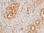 Phospho-Lamin A/C (Ser392) Antibody in Immunohistochemistry (Paraffin) (IHC (P))