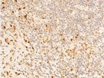 Phospho-Lamin A/C (Ser392) Antibody in Immunohistochemistry (Paraffin) (IHC (P))