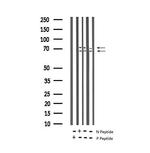 Phospho-Lamin A/C (Ser392) Antibody in Western Blot (WB)