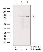 Phospho-Glucocorticoid Receptor (Ser226) Antibody in Western Blot (WB)