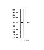 Phospho-p53 (Ser20) Antibody in Western Blot (WB)