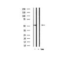 Phospho-p53 (Ser20) Antibody in Western Blot (WB)