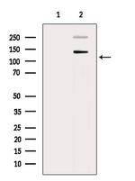 Phospho-Amyloid Precursor Protein (Thr743) Antibody in Western Blot (WB)