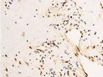 Phospho-c-Jun (Ser63) Antibody in Immunohistochemistry (Paraffin) (IHC (P))