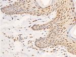 Phospho-c-Jun (Ser63) Antibody in Immunohistochemistry (Paraffin) (IHC (P))