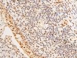 Phospho-c-Jun (Ser63) Antibody in Immunohistochemistry (Paraffin) (IHC (P))