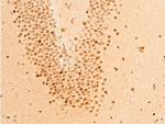 Phospho-c-Jun (Ser63) Antibody in Immunohistochemistry (Paraffin) (IHC (P))