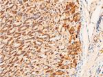 Phospho-c-Jun (Ser63) Antibody in Immunohistochemistry (Paraffin) (IHC (P))