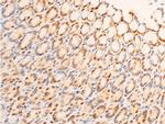 Phospho-c-Jun (Ser63) Antibody in Immunohistochemistry (Paraffin) (IHC (P))