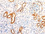 Phospho-c-Jun (Ser63) Antibody in Immunohistochemistry (Paraffin) (IHC (P))