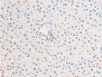 Phospho-c-Jun (Ser63) Antibody in Immunohistochemistry (Paraffin) (IHC (P))