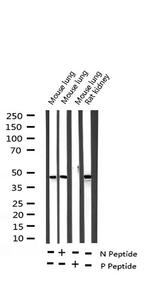 Phospho-c-Jun (Ser63) Antibody in Western Blot (WB)