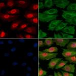 Phospho-c-Jun (Ser243) Antibody in Immunocytochemistry (ICC/IF)