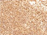 Phospho-c-Jun (Ser243) Antibody in Immunohistochemistry (Paraffin) (IHC (P))