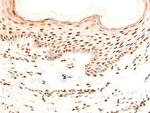 Phospho-c-Jun (Ser243) Antibody in Immunohistochemistry (Paraffin) (IHC (P))