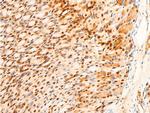 Phospho-c-Jun (Ser243) Antibody in Immunohistochemistry (Paraffin) (IHC (P))