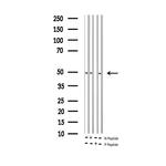 Phospho-c-Jun (Ser243) Antibody in Western Blot (WB)