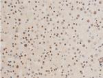 Phospho-c-Jun (Thr239) Antibody in Immunohistochemistry (Paraffin) (IHC (P))