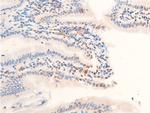 Phospho-c-Jun (Thr239) Antibody in Immunohistochemistry (Paraffin) (IHC (P))