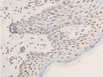 Phospho-c-Jun (Thr239) Antibody in Immunohistochemistry (Paraffin) (IHC (P))