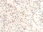 Phospho-c-Jun (Thr239) Antibody in Immunohistochemistry (Paraffin) (IHC (P))