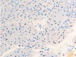 Phospho-c-Jun (Thr239) Antibody in Immunohistochemistry (Paraffin) (IHC (P))