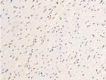 Phospho-c-Jun (Thr239) Antibody in Immunohistochemistry (Paraffin) (IHC (P))