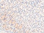 Phospho-c-Jun (Thr239) Antibody in Immunohistochemistry (Paraffin) (IHC (P))