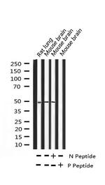 Phospho-c-Jun (Thr239) Antibody in Western Blot (WB)