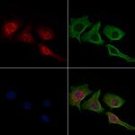 Phospho-c-Jun (Thr91) Antibody in Immunocytochemistry (ICC/IF)