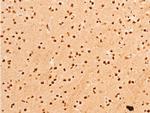 Phospho-c-Jun (Thr91) Antibody in Immunohistochemistry (Paraffin) (IHC (P))