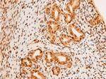 Phospho-c-Jun (Thr91) Antibody in Immunohistochemistry (Paraffin) (IHC (P))