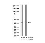 Phospho-c-Jun (Thr91) Antibody in Western Blot (WB)