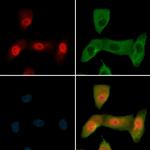 Phospho-c-Jun (Thr93) Antibody in Immunocytochemistry (ICC/IF)