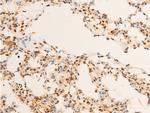 Phospho-c-Jun (Thr93) Antibody in Immunohistochemistry (Paraffin) (IHC (P))