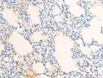 Phospho-c-Jun (Thr93) Antibody in Immunohistochemistry (Paraffin) (IHC (P))