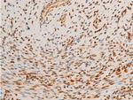 Phospho-c-Jun (Thr93) Antibody in Immunohistochemistry (Paraffin) (IHC (P))