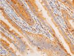 Phospho-c-Jun (Tyr170) Antibody in Immunohistochemistry (Paraffin) (IHC (P))