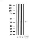 Phospho-c-Jun (Tyr170) Antibody in Western Blot (WB)